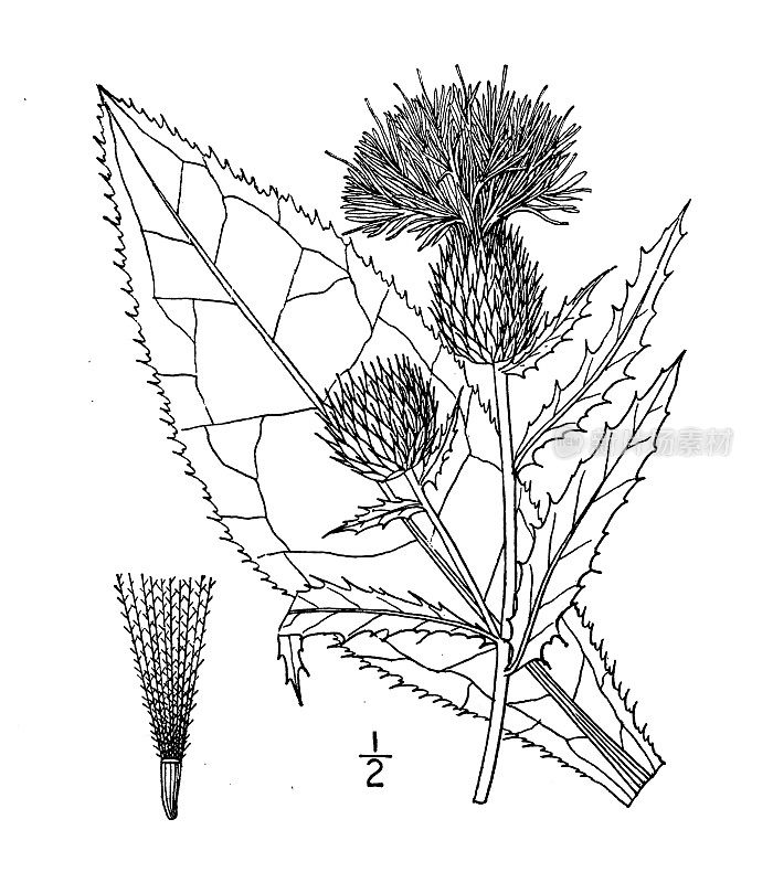 古植物学植物插图:高蓟