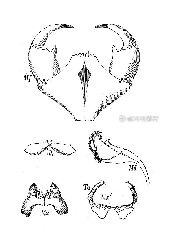 古代生物动物学图像:嘴:蜈蚣
