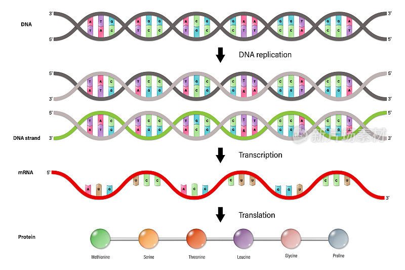 DNA复制，转录和翻译的图表。