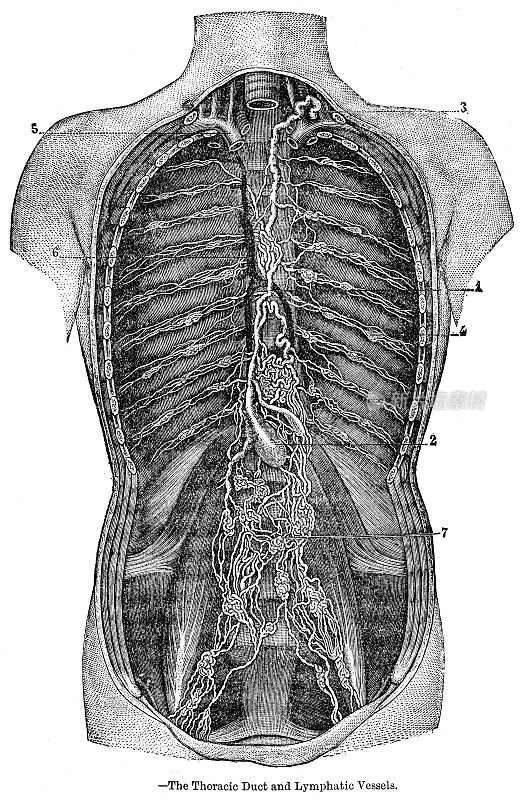 胸管和淋巴管解剖雕刻1881年