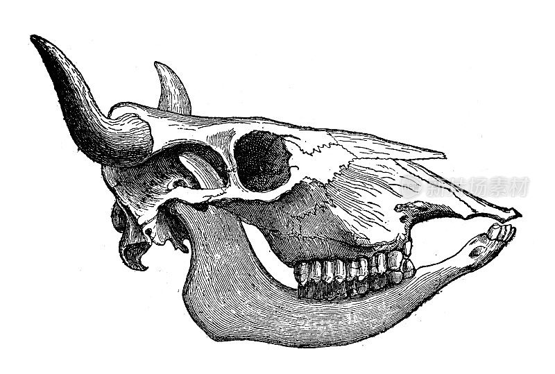 古董动物插图:牛头骨