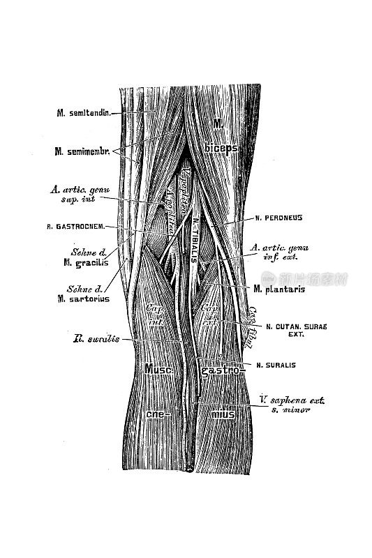 腿动脉的地形解剖