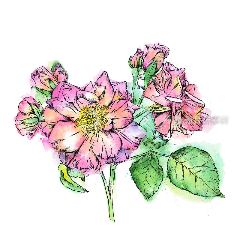 微型玫瑰墨水和水彩插图。向量EPS10插图