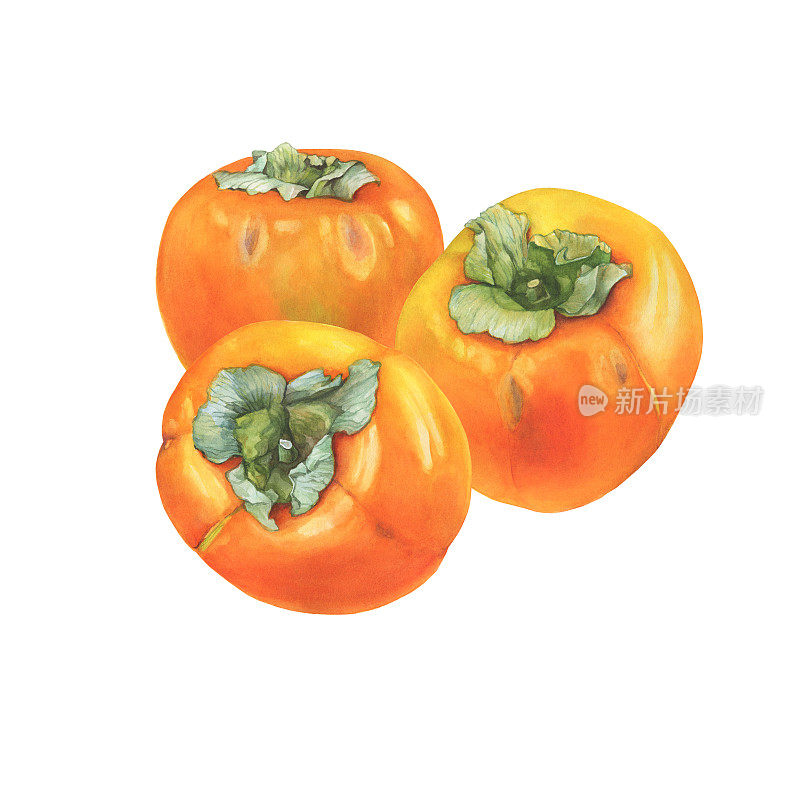三个成熟的全橘色柿子果实(又称柿、金苹果、雪伦或金苹果)。手绘植物水彩画插图孤立的白色背景。