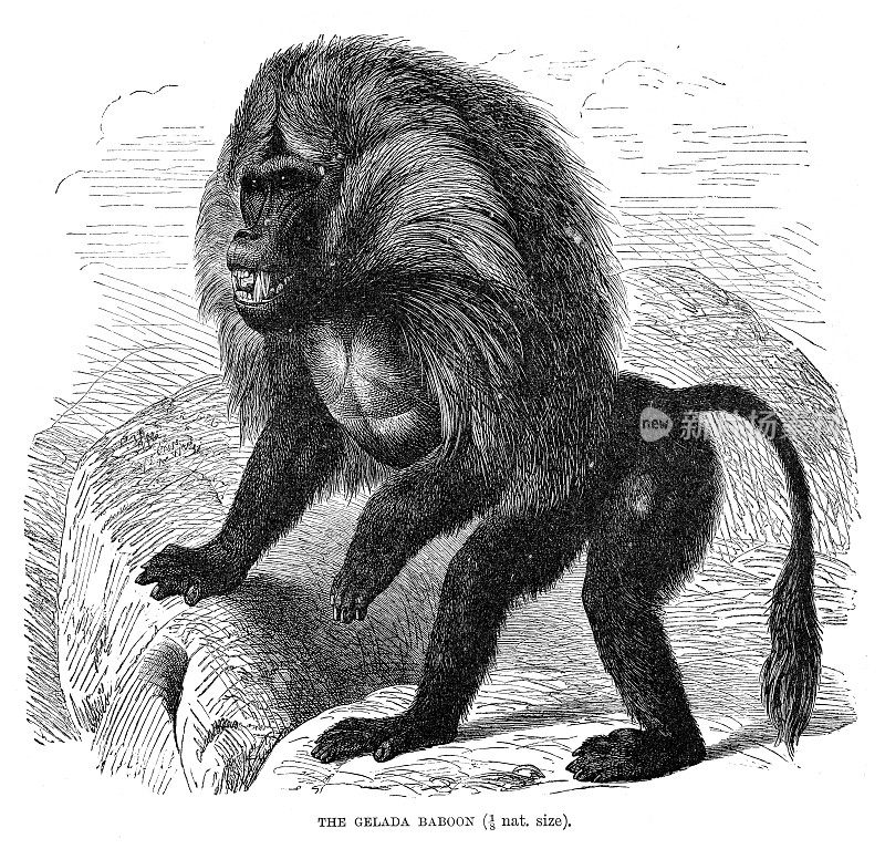 1896年雕刻的杰拉达狒狒
