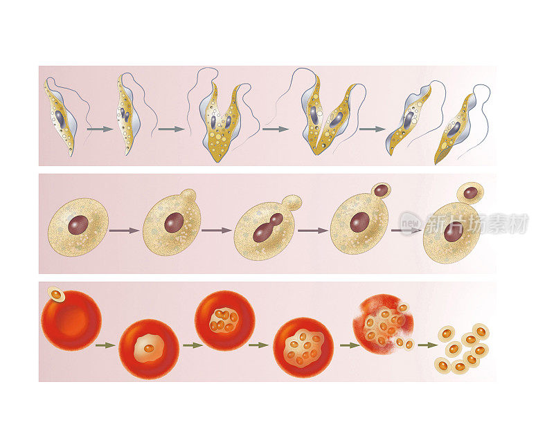 生物体和细胞的无性繁殖:分生、出芽和产孢