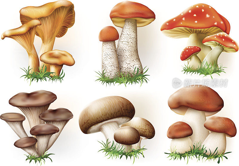 蘑菇集合