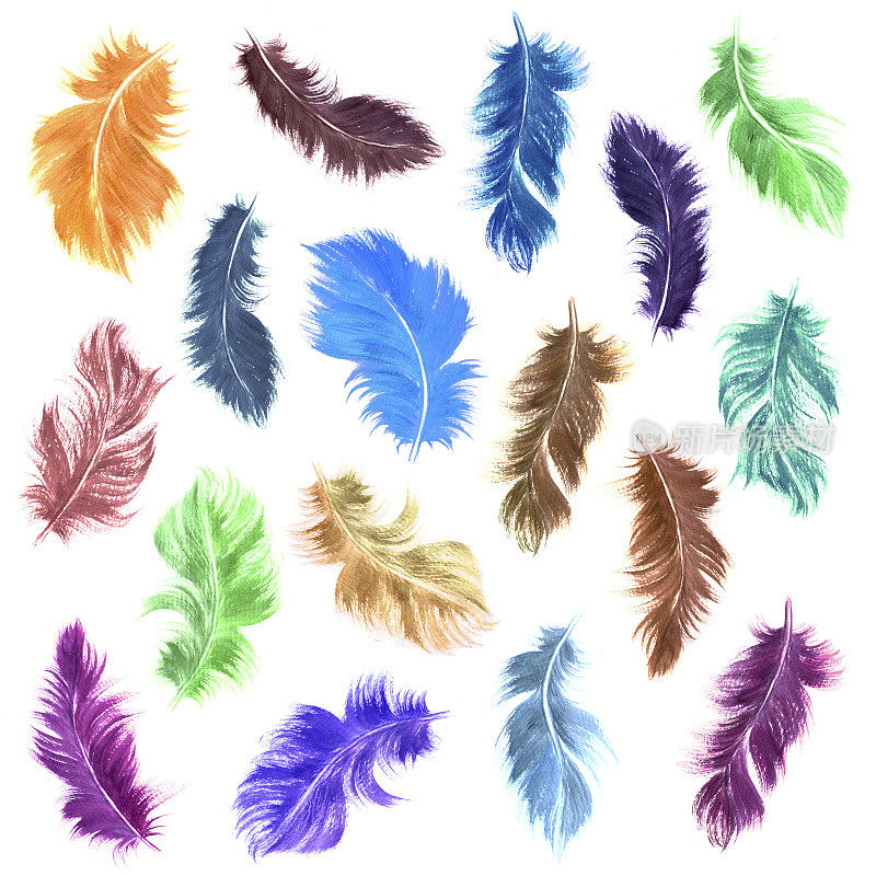 水彩羽毛设置在各种颜色