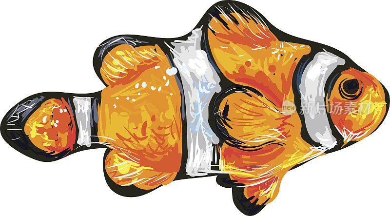 小丑鱼或海葵鱼矢量插图
