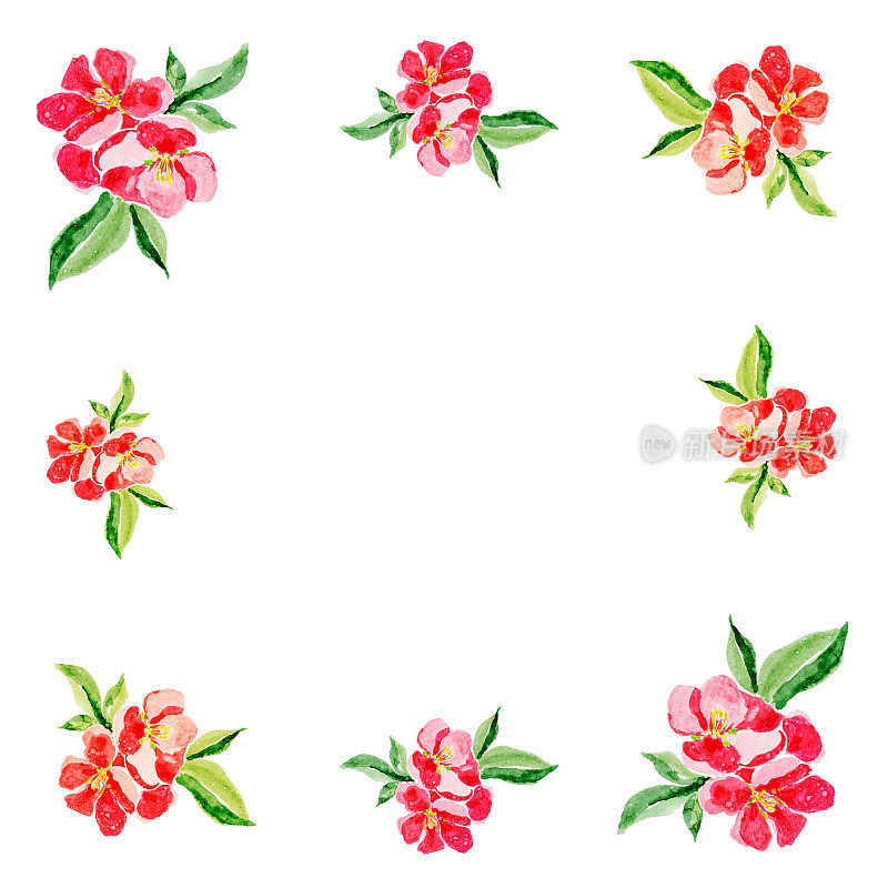 日式贺卡。植物水彩插图的红色榅桲花盛开在白色的背景。可以用于网页设计，测谎或纺织