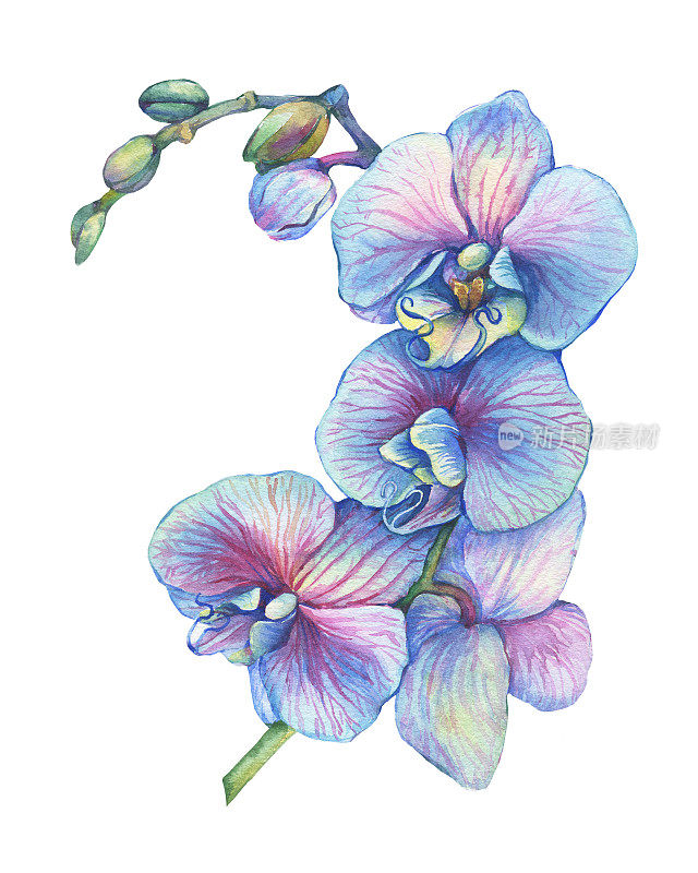 开花的热带蓝色兰花(蝴蝶兰，石斛兰)的一枝。花卉艺术。近距离杂交兰花。手绘水彩画插图孤立在一个白色的背景。
