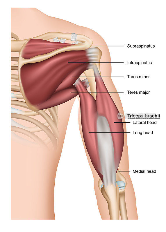 肌肉三头肌肱三头肌三维医学矢量插图上的白色背景，从后面的人的手臂