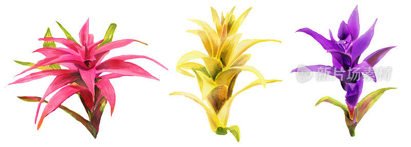 水平水彩手绘插画与凤梨科花。春天或夏天鲜花邀请，婚礼或贺卡。凤梨属植物的植物学插图