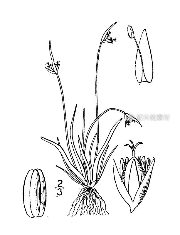 古植物学植物插图:灯心草，双花灯心草