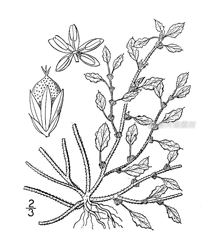 古植物学植物插图:脆叶苋、脆叶苋