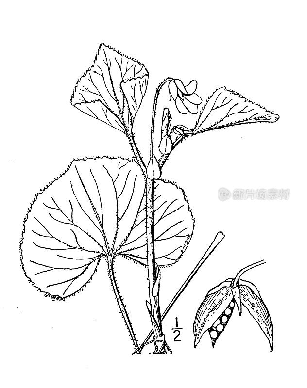 古植物学植物插图:毛堇菜，毛黄紫罗兰