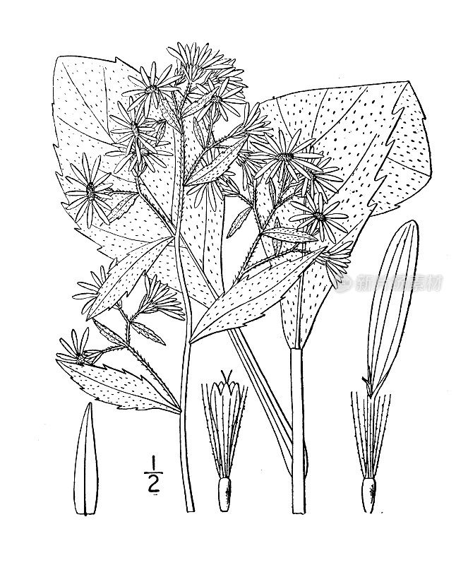 古植物学植物插图:紫菀、散叶紫菀