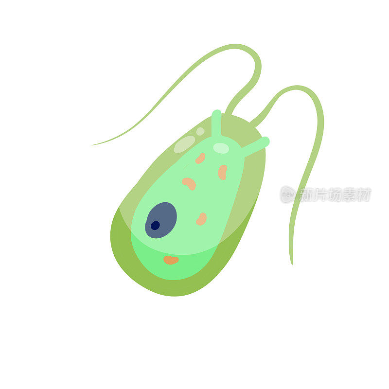 衣藻浮游生物。有触角和鞭毛的绿色单细胞小动物。