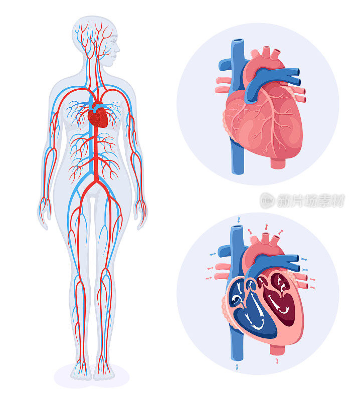 循环系统。人体循环系统示意图。女性的身体。