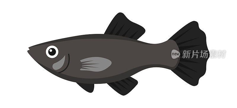 莫丽水族鱼。矢量图