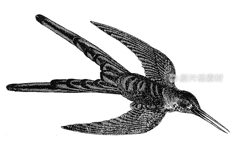 红尾彗星是一种中型蜂鸟，属于飞龙科