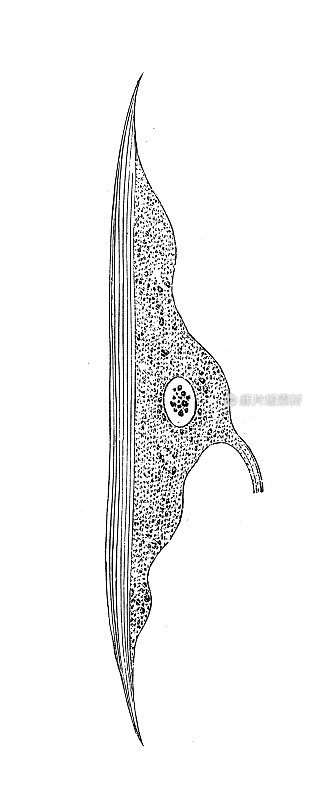 古代生物动物学图像:线虫肌肉细胞