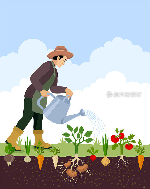 农夫在花园里给蔬菜浇水。有机农场。