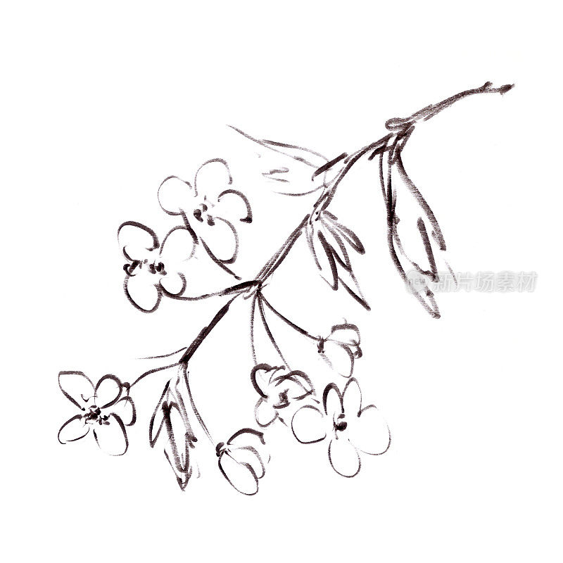 樱花枝，图文黑白线条绘制