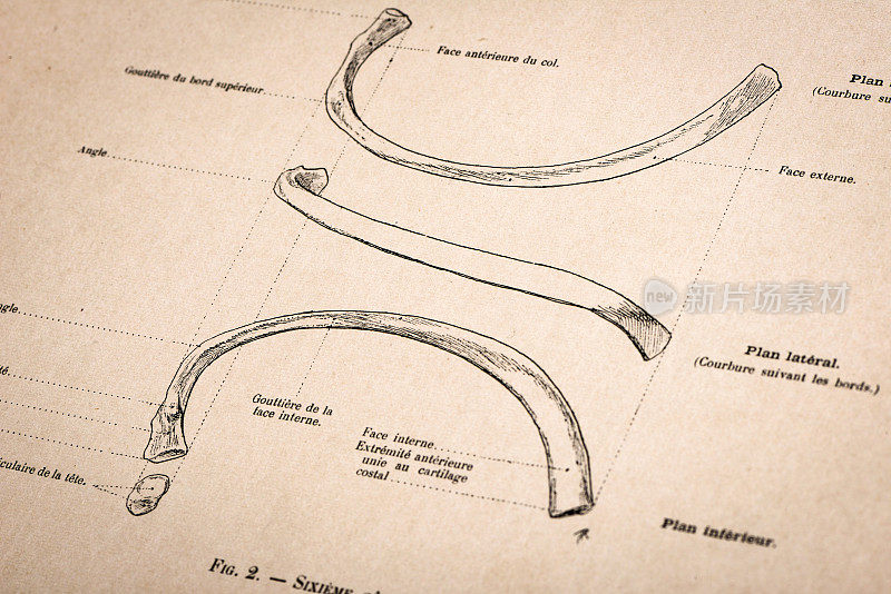 人体解剖插图，来自古董法国艺术书籍:胸骨