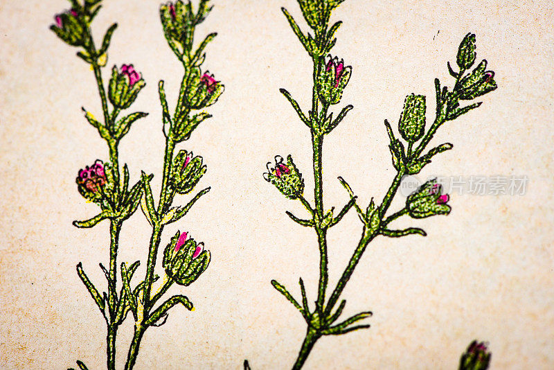 古色古香的植物学插图:沙草，黄刺草