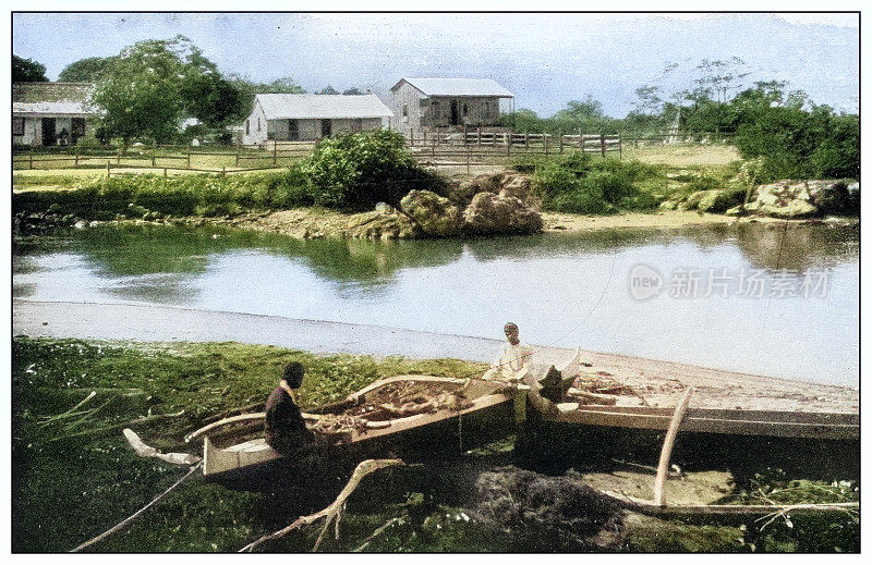 古董黑白照片:夏威夷瓦胡岛瓦奈