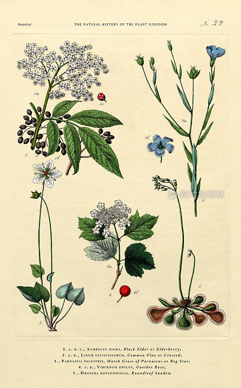 草本和开花植物，植物王国，维多利亚植物插图，大约1853年