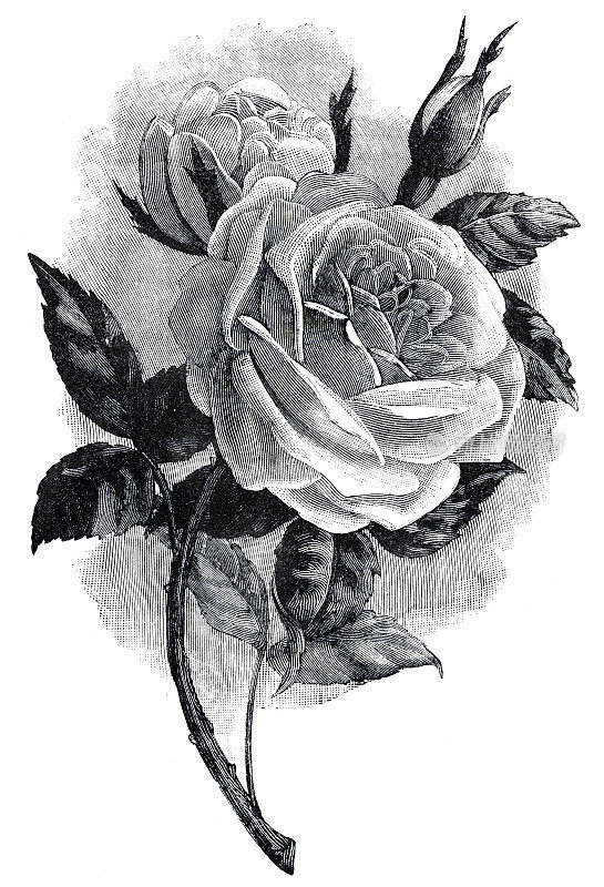单厘叶玫瑰雕刻1894