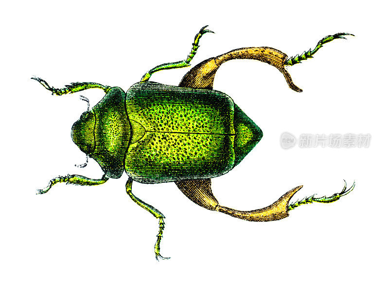 19世纪的彩色甲虫雕刻