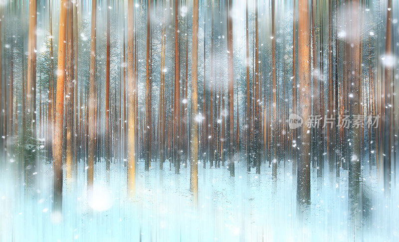 松林，冬天，雪