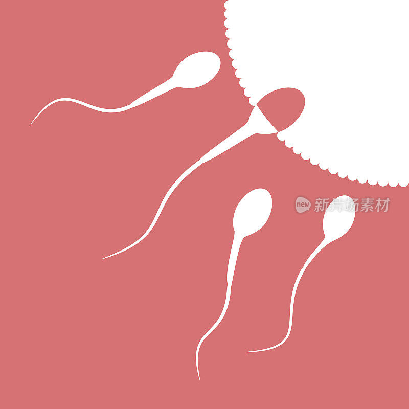 人类精子细胞和男性生育能力
