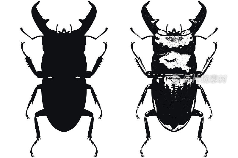 一只甲虫的矢量插图。有一个黑色的形状和黑白版本孤立在白色背景上