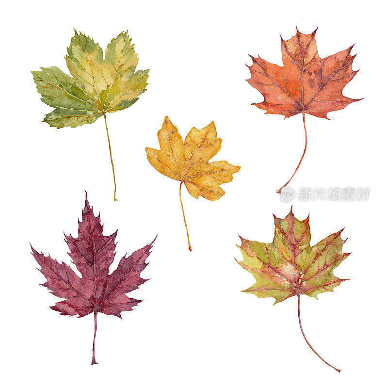 一套秋天的叶子糖，银色，红色，梧桐树和树篱枫树。水彩插图。