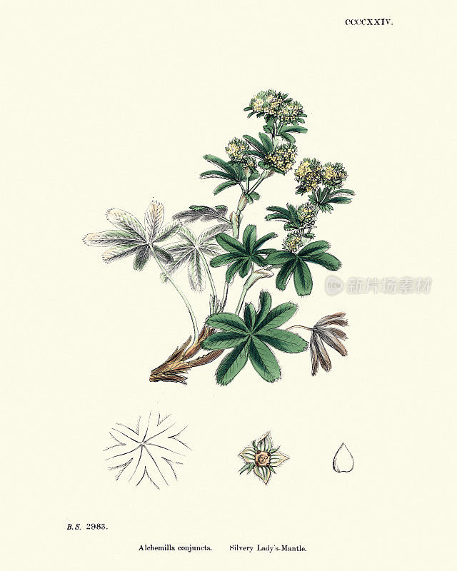 植物，炼金术，银色女士的斗篷，19世纪的印花