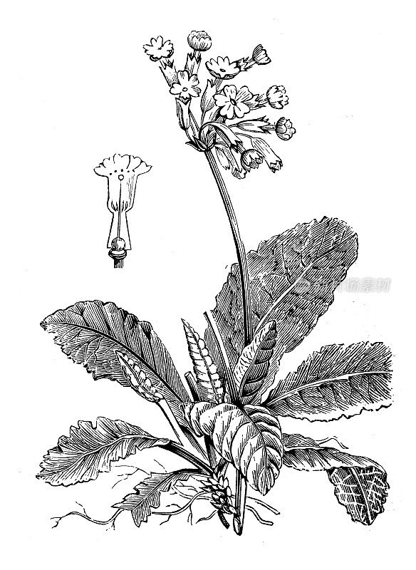古植物学插图:樱草花