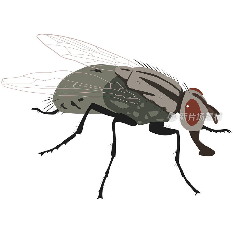 苍蝇昆虫矢量卡通插图孤立在白色的背景。