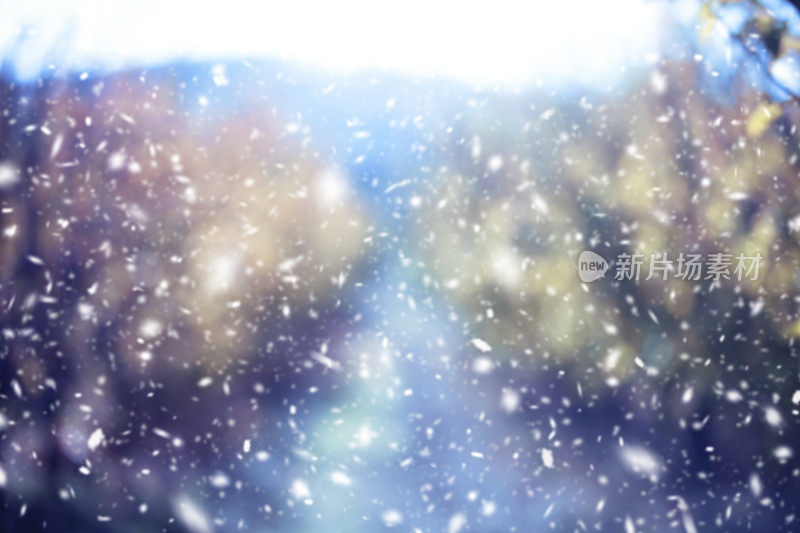 树林里飘着雪花,寒冷的冬日背景