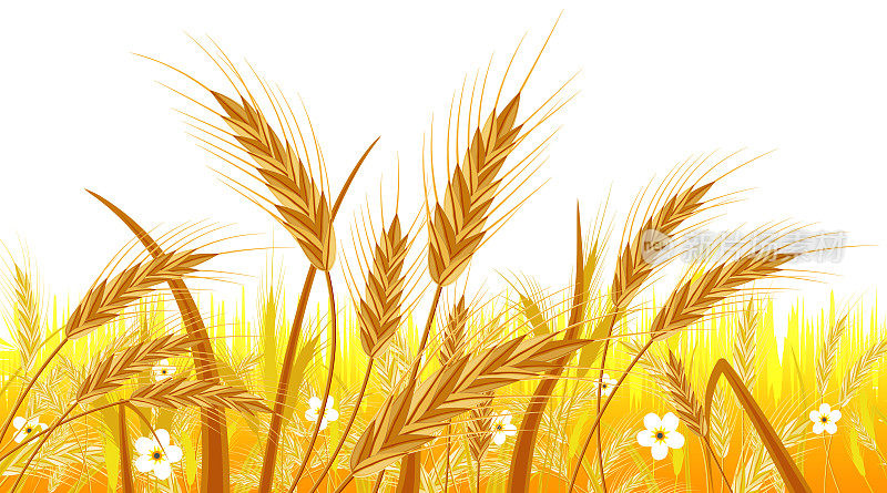 田野里的小麦。芒穗收穗横幅