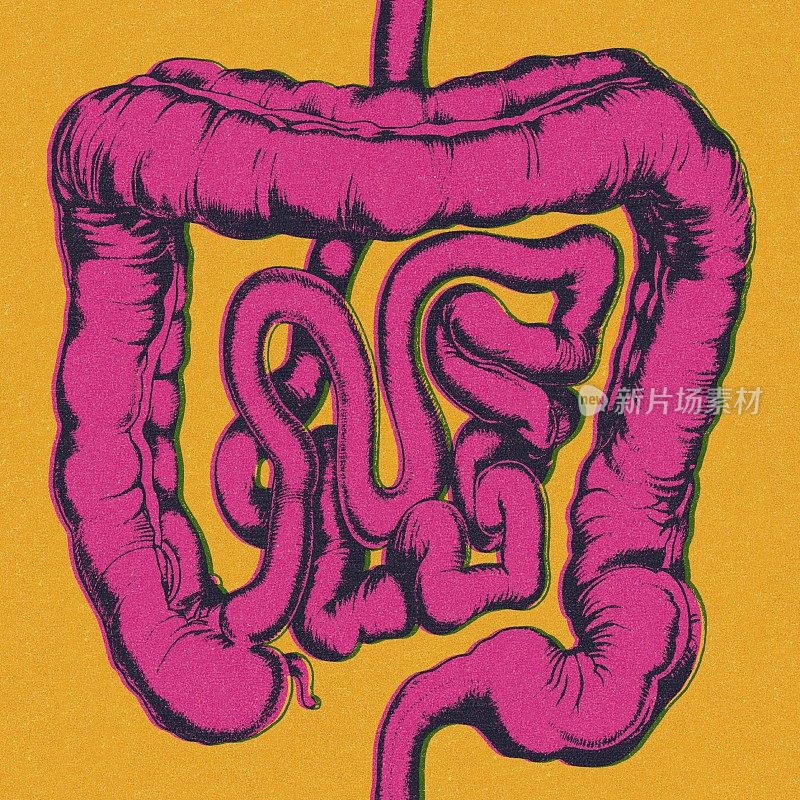 人类肠道