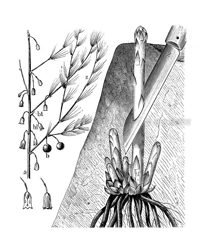 古代植物学插图:芦笋