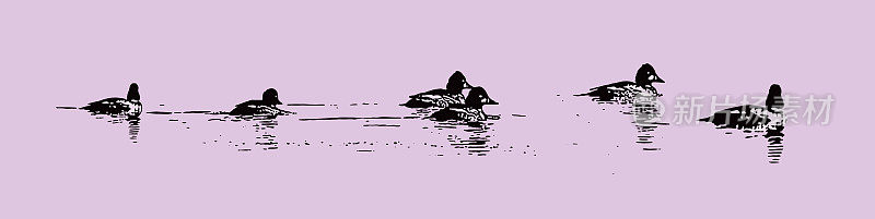小鸭的一种鸭子游泳