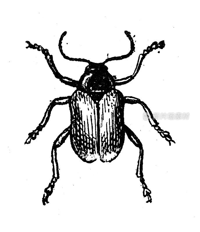 古色古香插图:黑石竹、西洋葡萄根虫