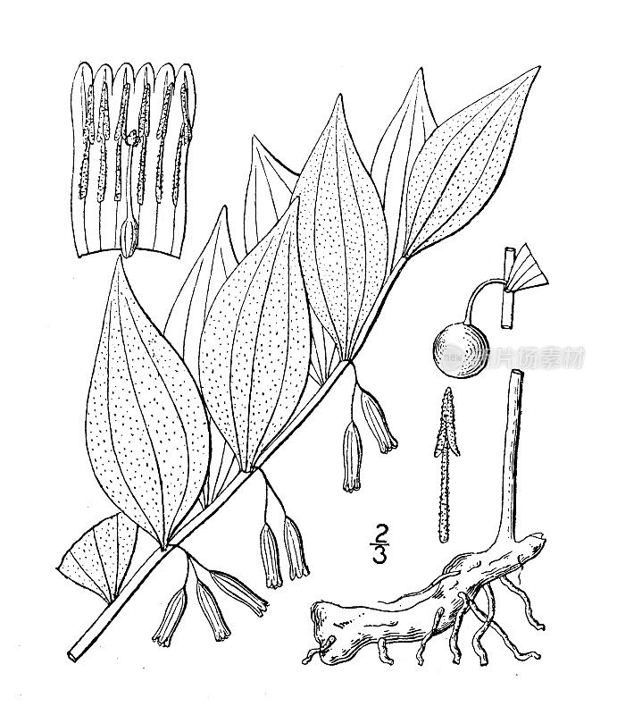 古植物学植物插图:黄精，毛所罗门海豹