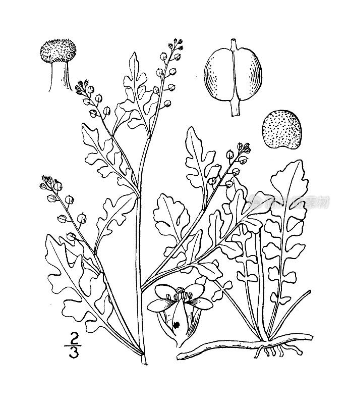 古植物学植物插图:圆果西洋菜