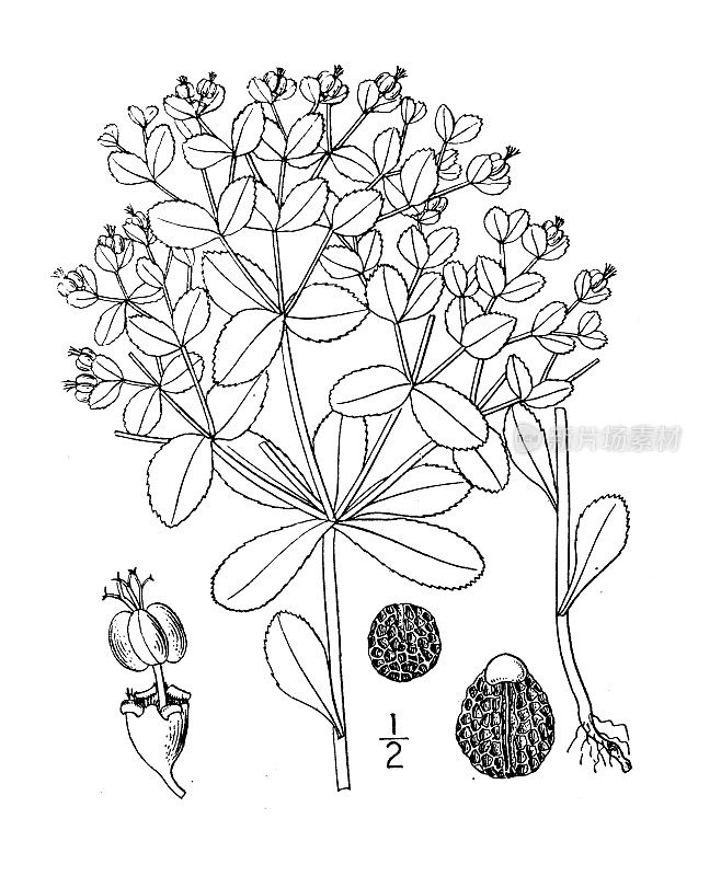 古植物学植物插图:大戟，太阳棘